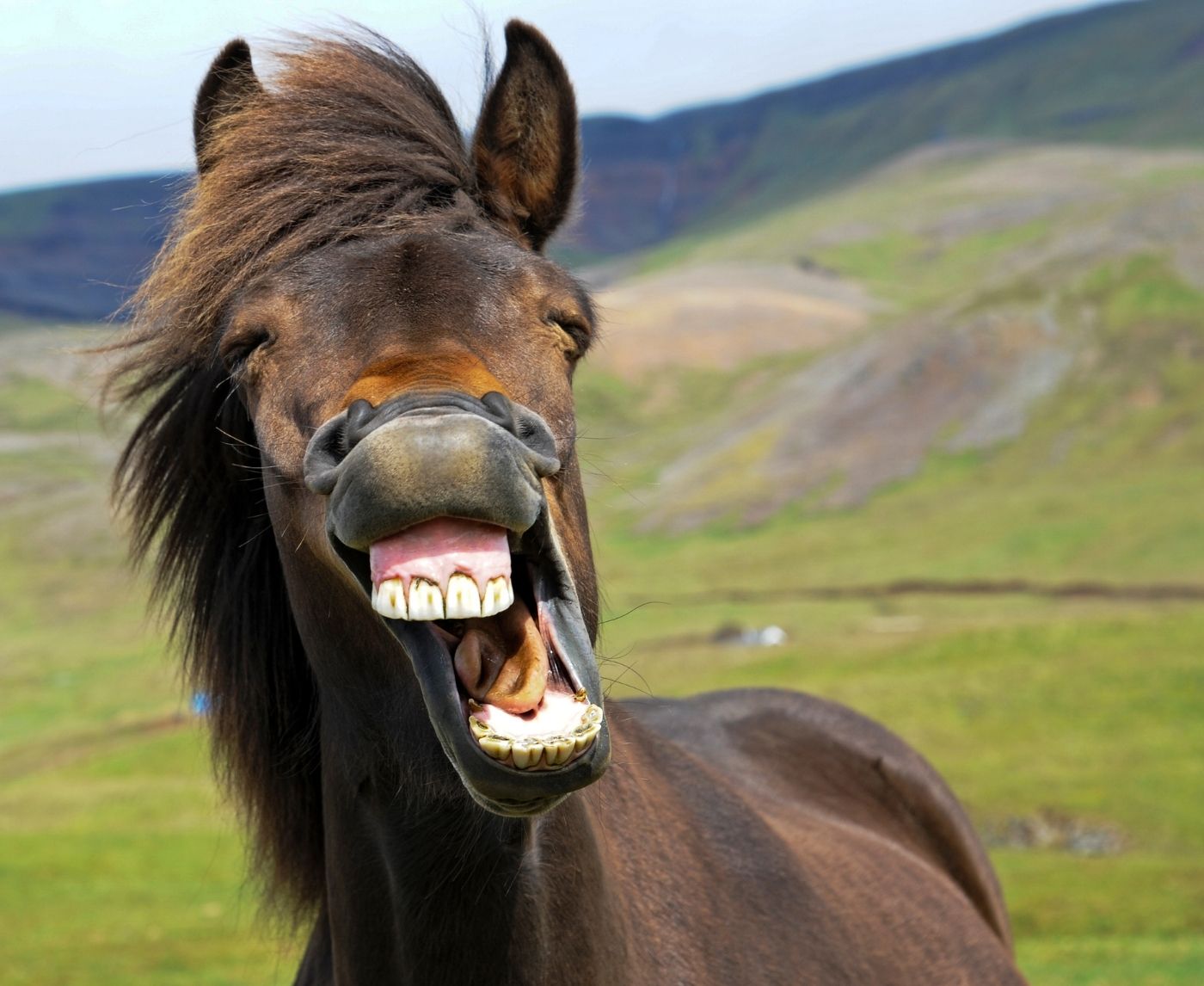 Can You Get an STD from an Animal? What the Science Says About Bestiality and Risk