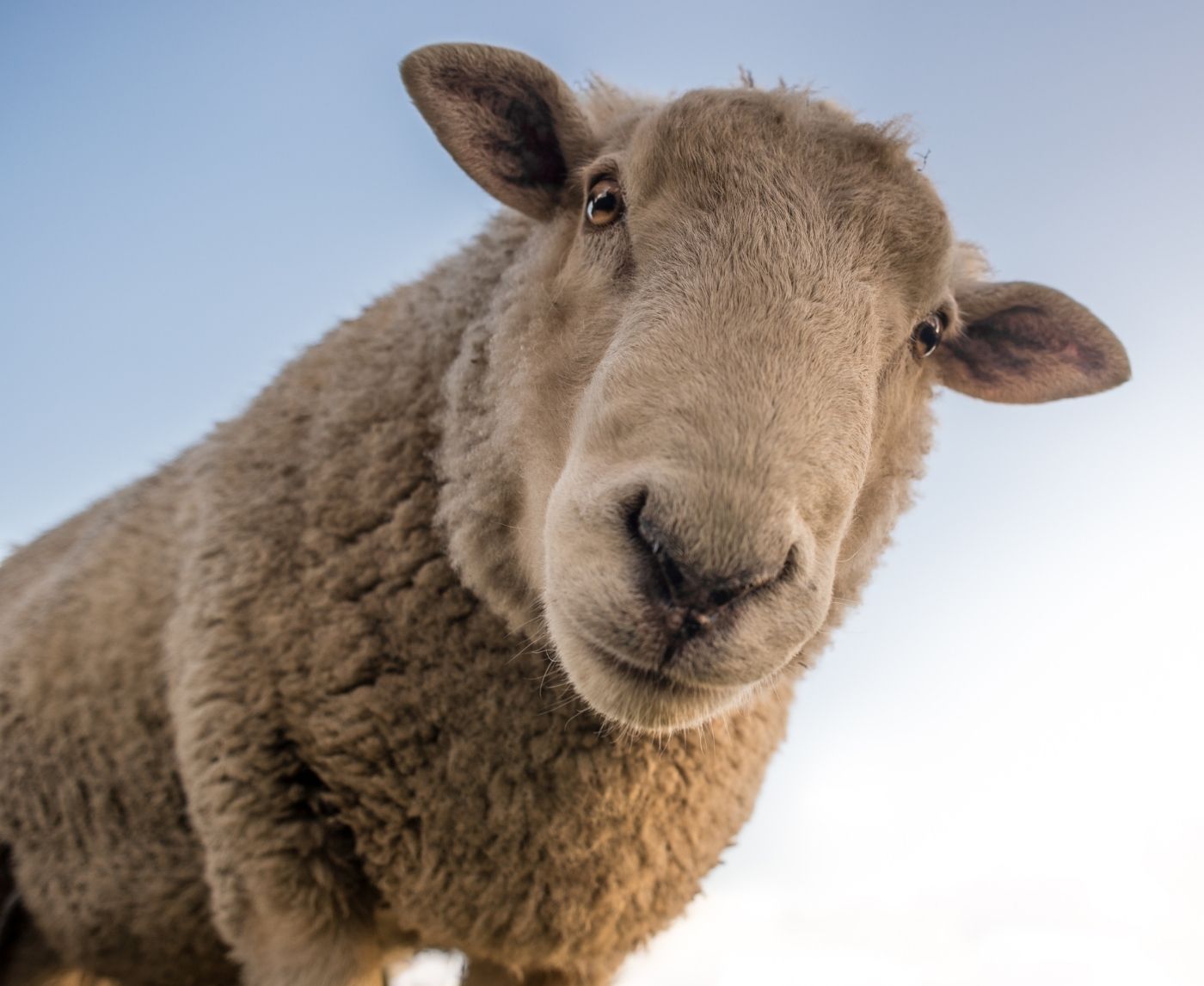 Understanding STDs Transmitted from Animals to Humans: Facts and Myths