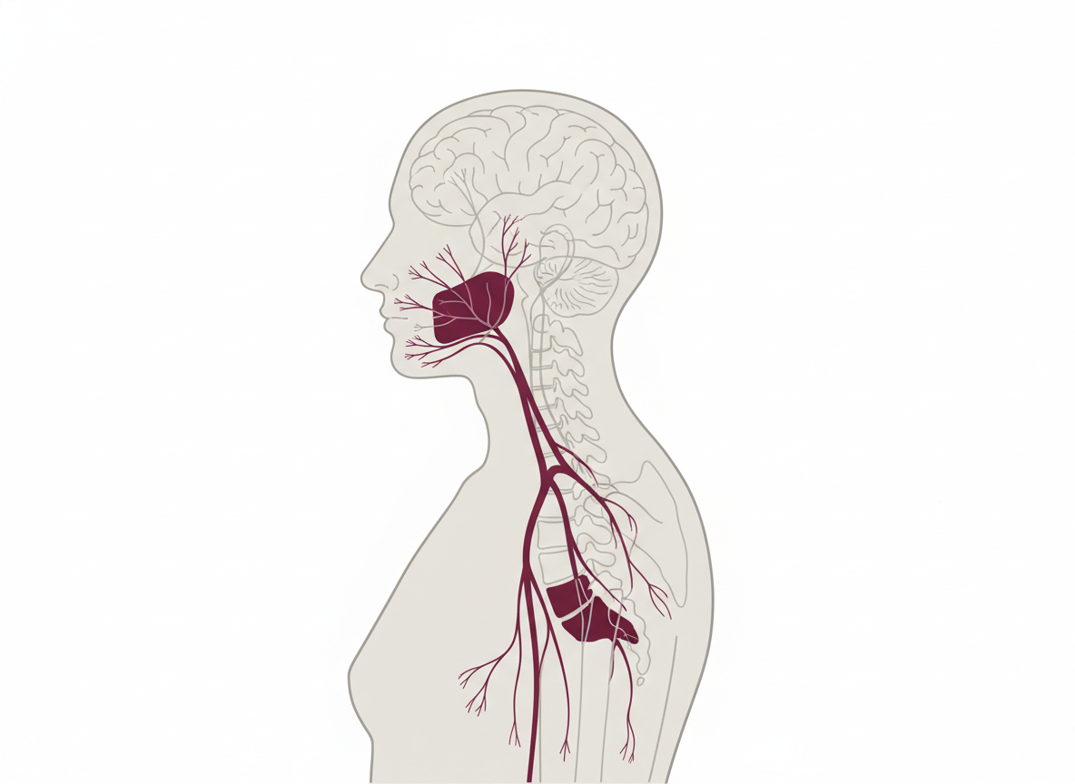 Stylized side-profile illustration of a human body showing the trigeminal ganglion near the jaw and the sacral ganglia at the base of the spine highlighted as the two main latency sites of herpes simplex virus